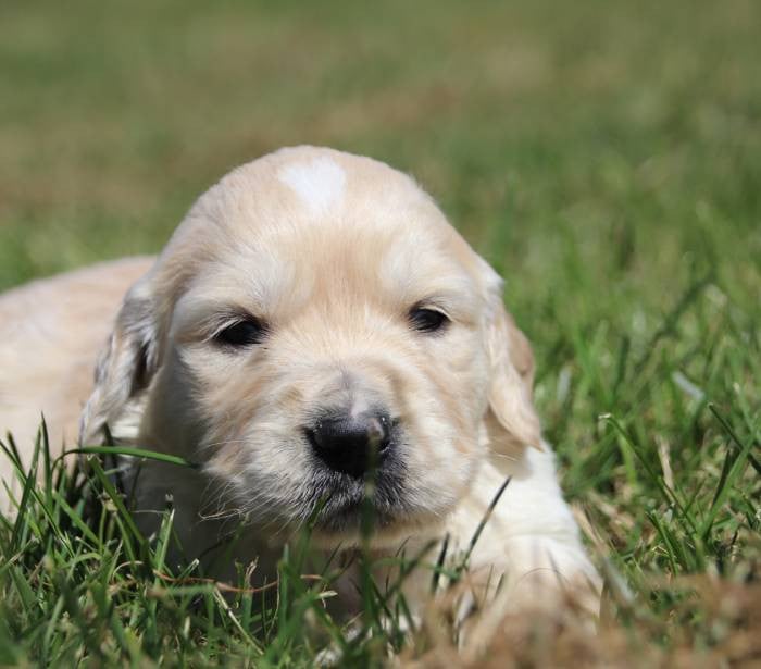 sans collier - Golden Retriever