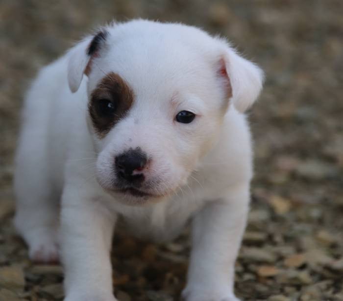 collier kaki - Jack Russell Terrier