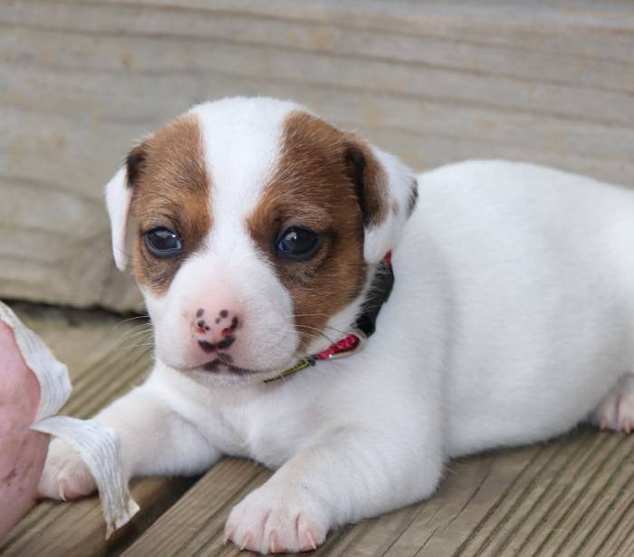 collier fushia - Jack Russell Terrier