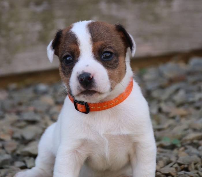 collier orange - Jack Russell Terrier