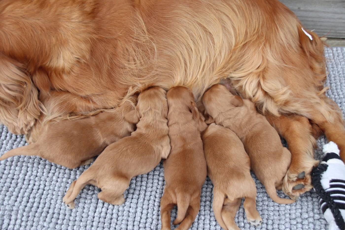 Chiot N°1 - Cocker Spaniel Anglais