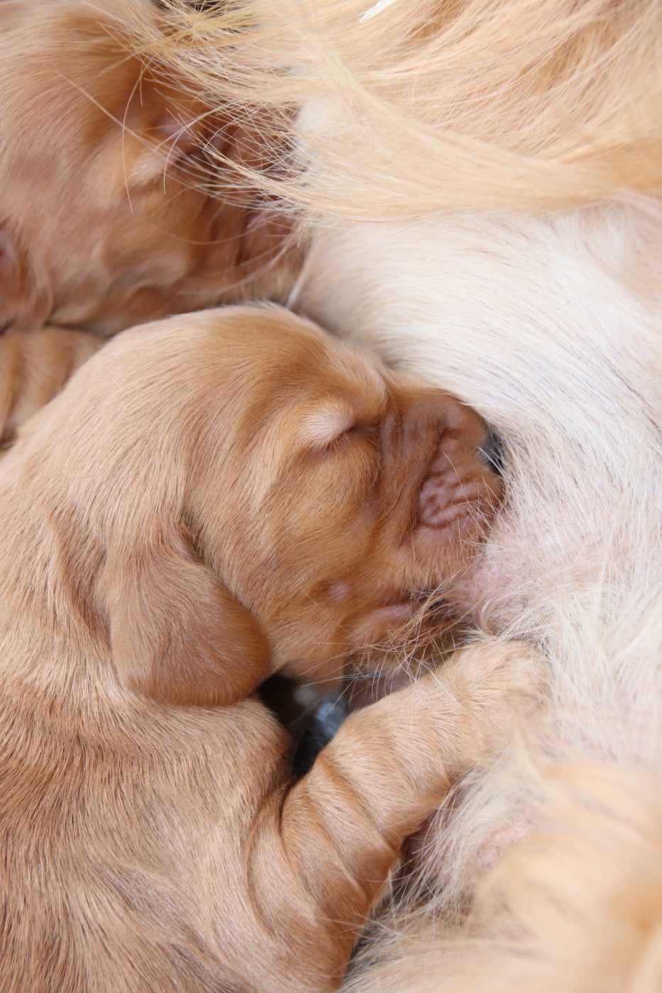 Chiot N°2 - Cocker Spaniel Anglais