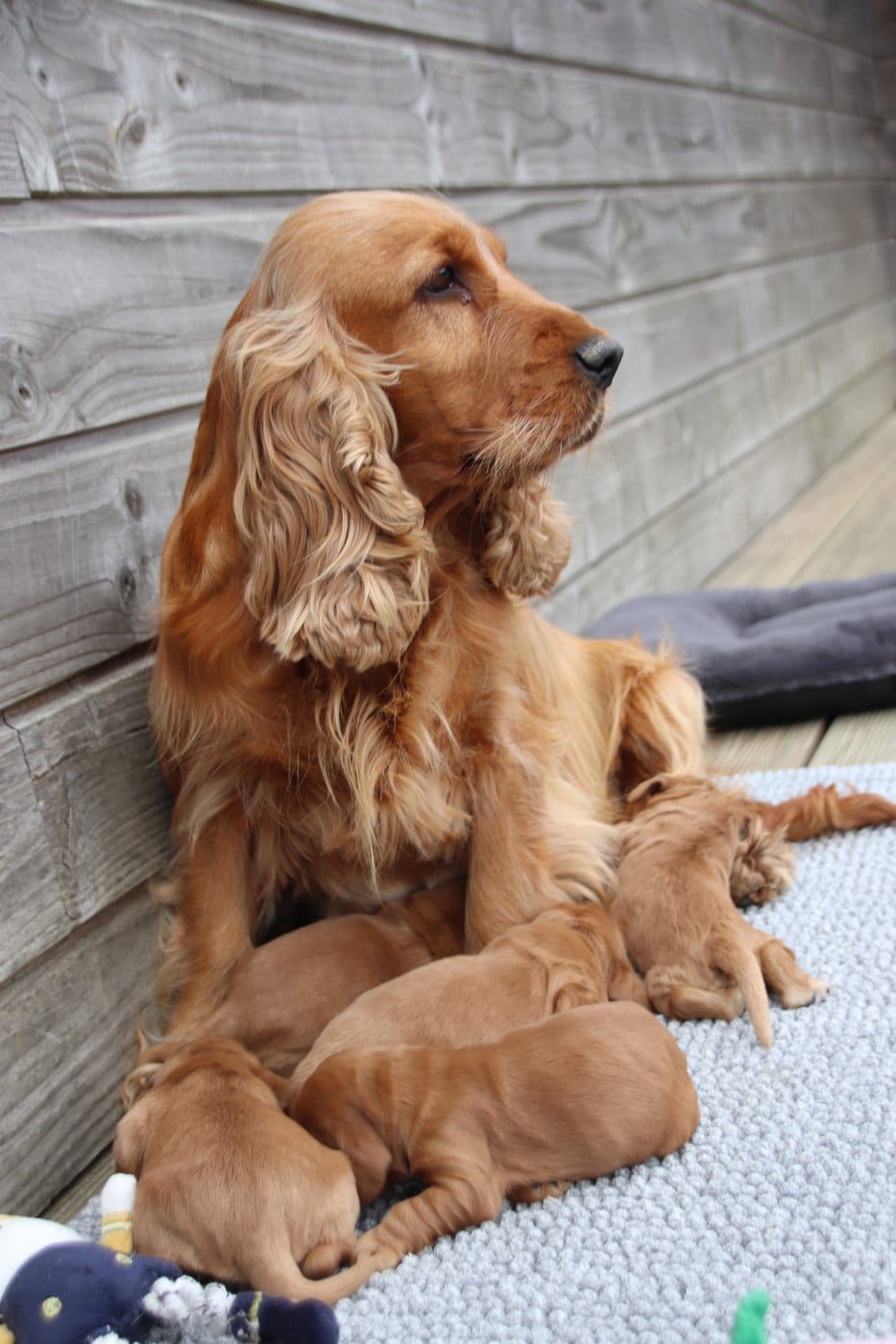 Chiot N°3 - Cocker Spaniel Anglais
