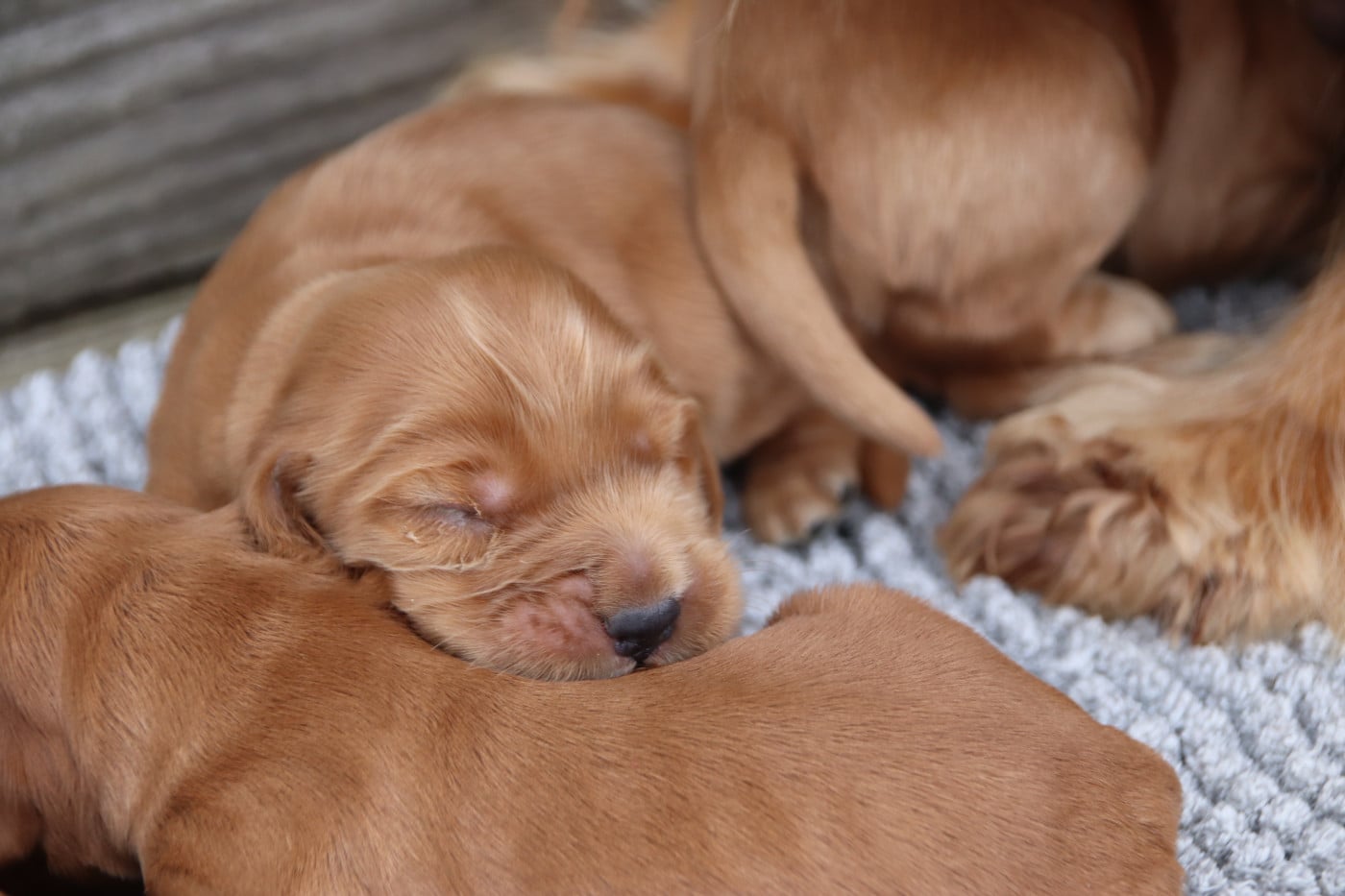 Chiot N°4 - Cocker Spaniel Anglais