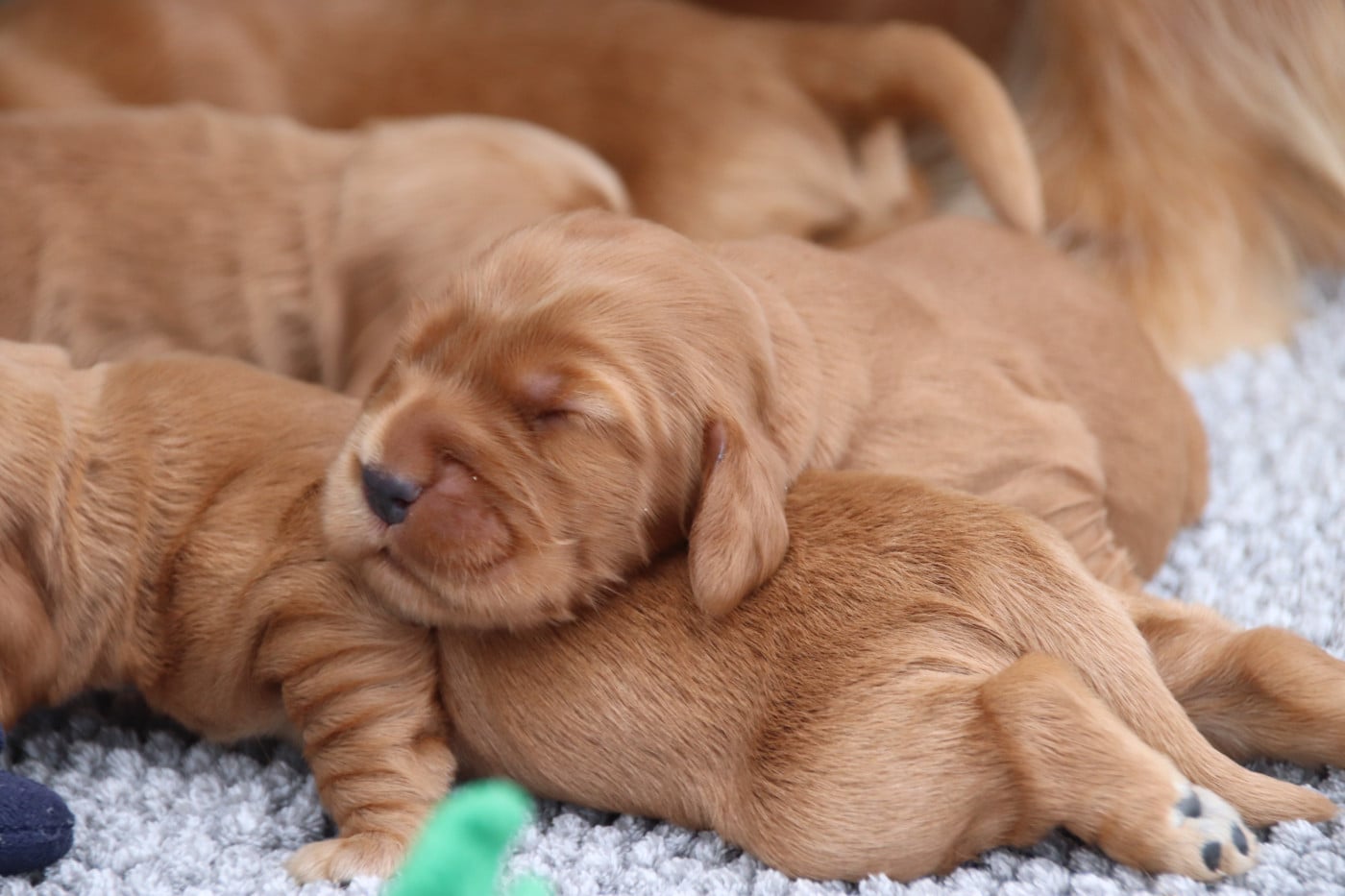Chiot N°5 - Cocker Spaniel Anglais