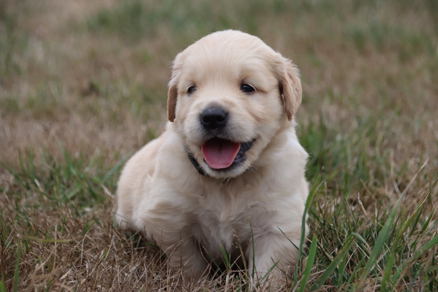 collier kaki - Golden Retriever