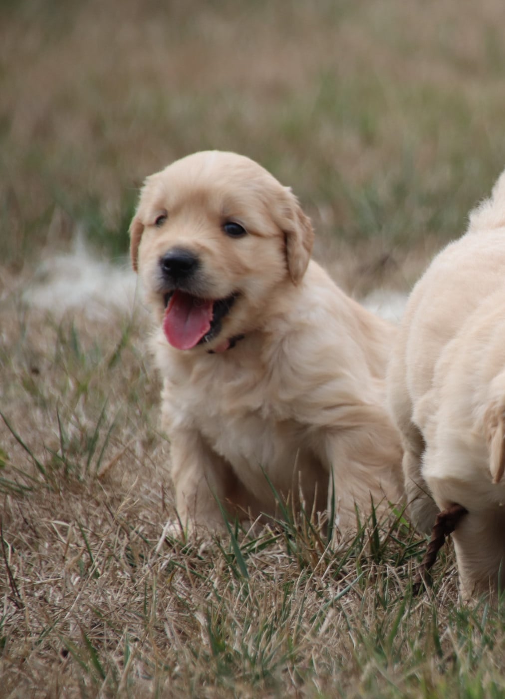 Collier Rose - Golden Retriever