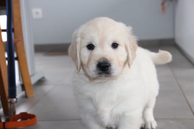 Les chiots de Golden Retriever
