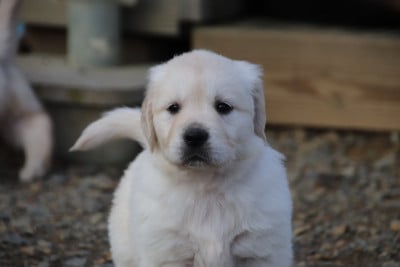 Les chiots de Golden Retriever