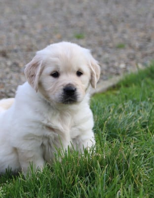 Les chiots de Golden Retriever
