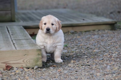 Les chiots de Golden Retriever