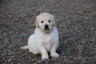 Les chiots de Golden Retriever