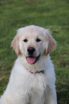 Les chiots de Golden Retriever