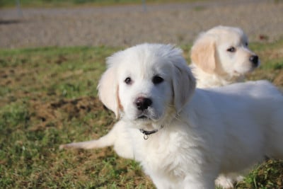 Les chiots de Golden Retriever