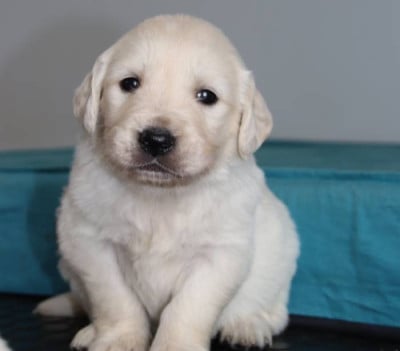 Les chiots de Golden Retriever