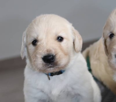 Les chiots de Golden Retriever