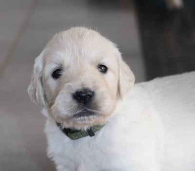 Les chiots de Golden Retriever