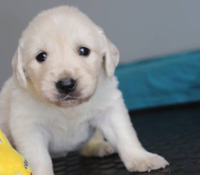 Les chiots de Golden Retriever