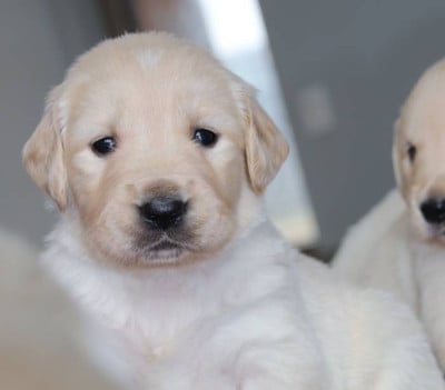 Les chiots de Golden Retriever