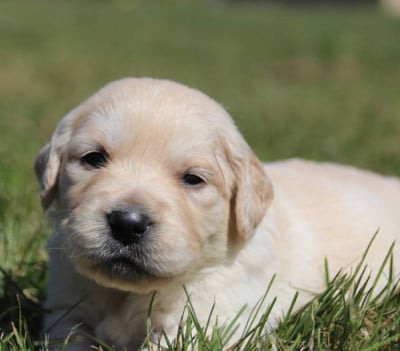 Les chiots de Golden Retriever