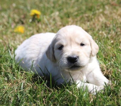 Les chiots de Golden Retriever