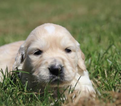 Les chiots de Golden Retriever
