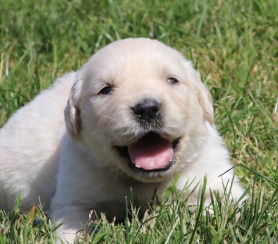 Les chiots de Golden Retriever