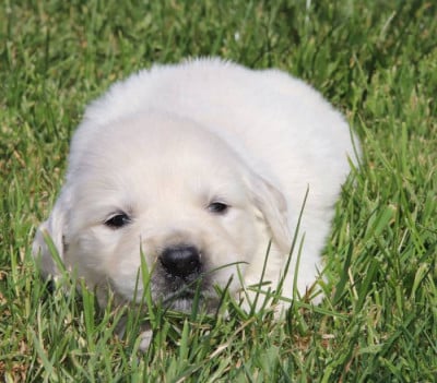 Les chiots de Golden Retriever