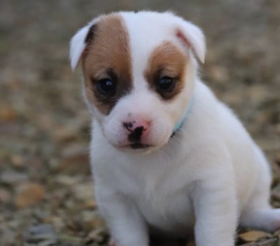 collier bleu ciel - Jack Russell Terrier