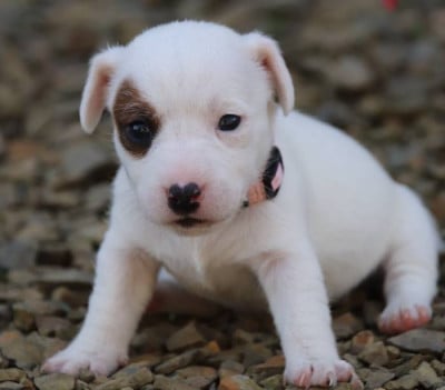 collier rose - Jack Russell Terrier