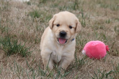 Les chiots de Golden Retriever