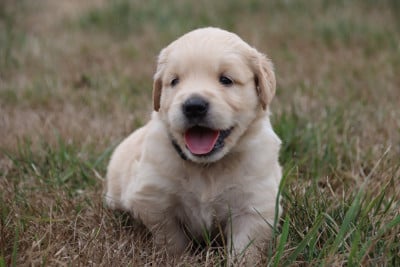 Les chiots de Golden Retriever