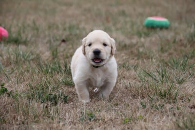 Les chiots de Golden Retriever