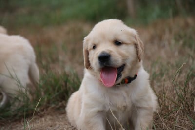 Les chiots de Golden Retriever