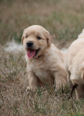 Les chiots de Golden Retriever