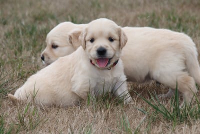 Les chiots de Golden Retriever