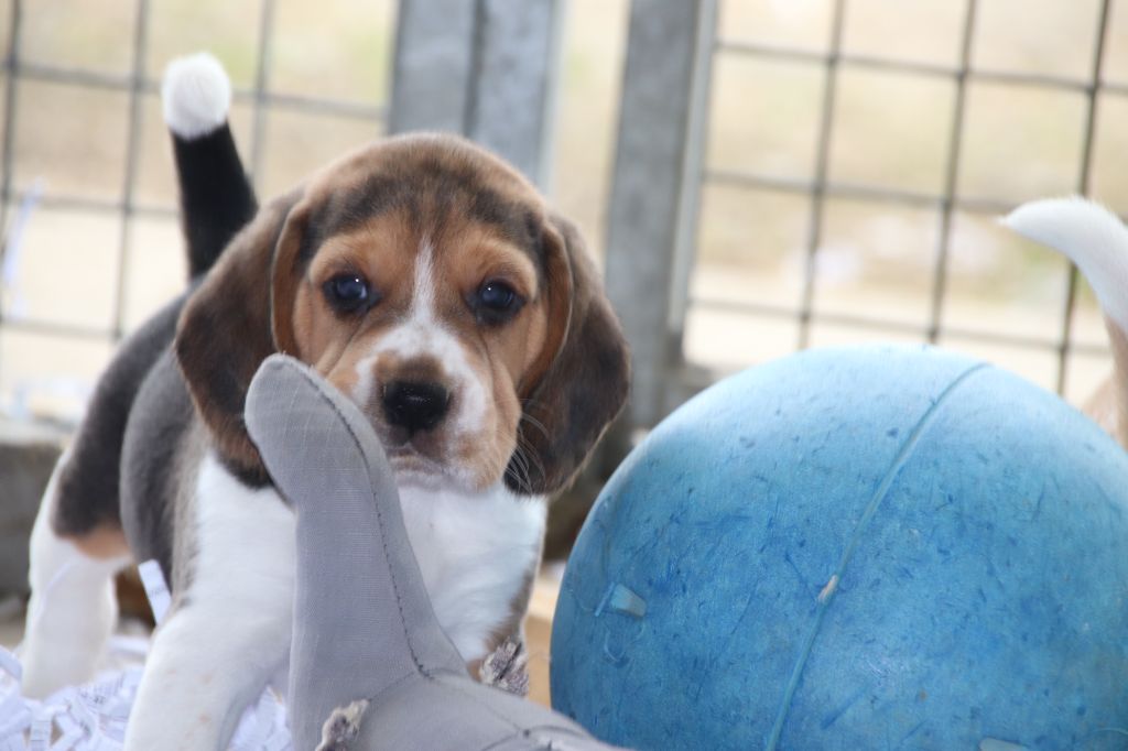 Accueil Elevage De La Lisardière eleveur de chiens Beagle