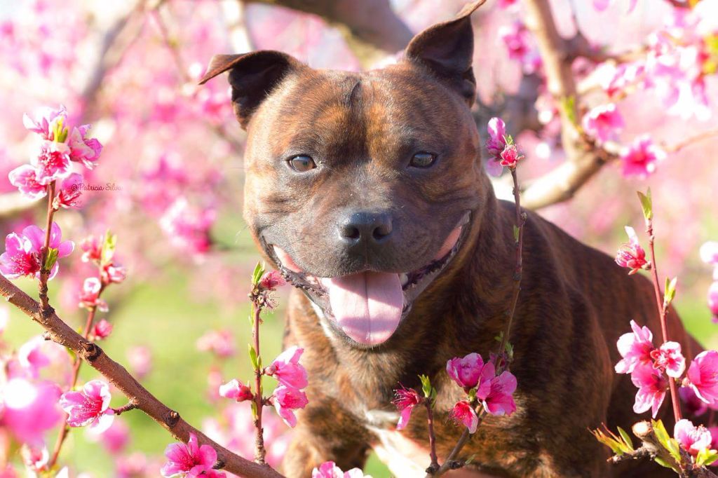 Publication : (Sans Affixe)