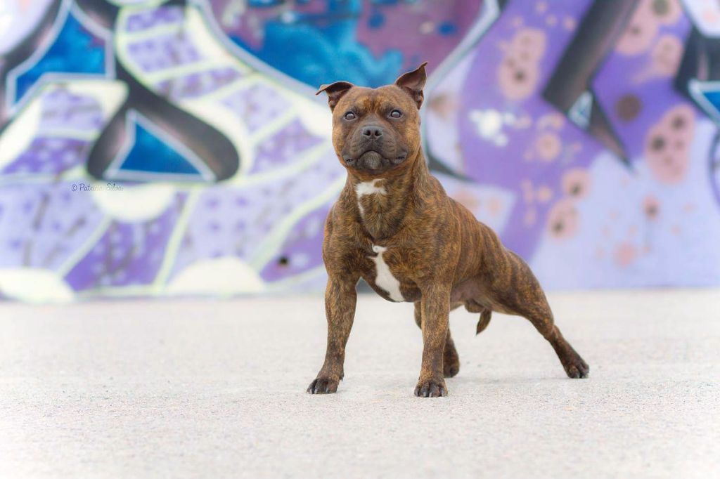 Publication : (Sans Affixe)