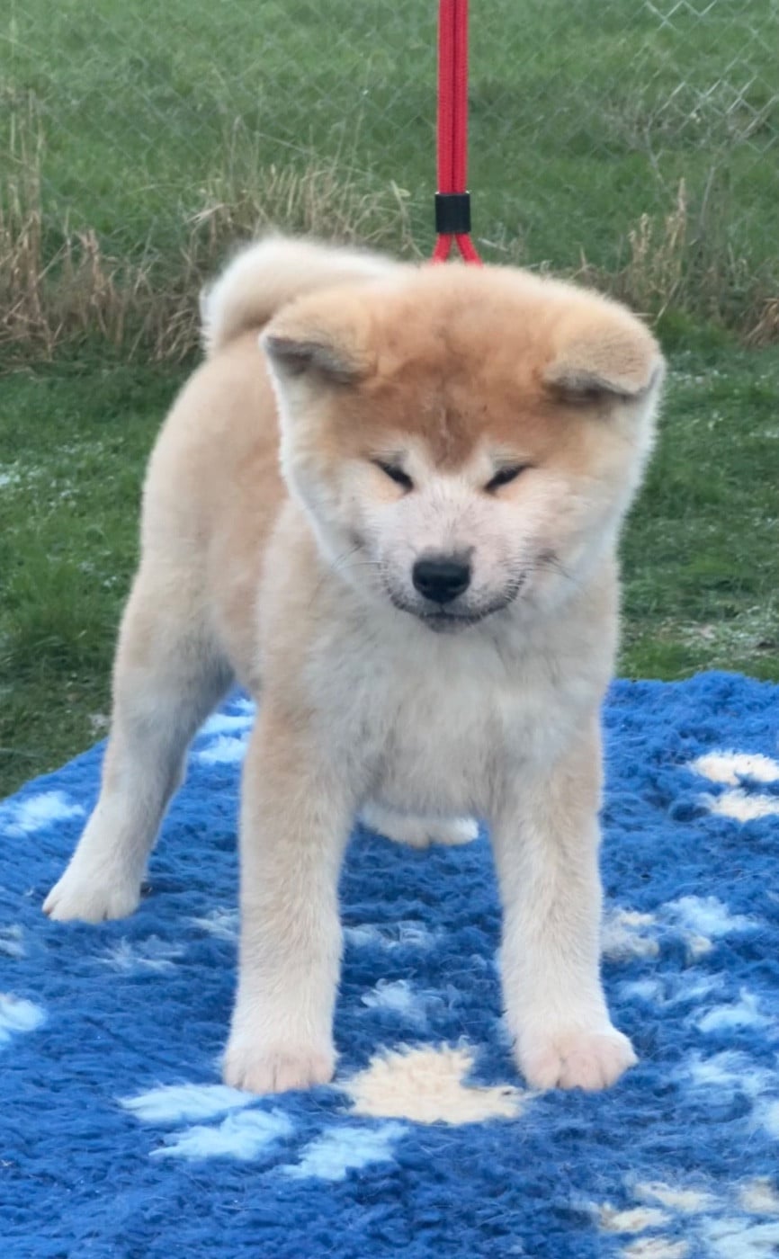 CHIOT 3 - Akita