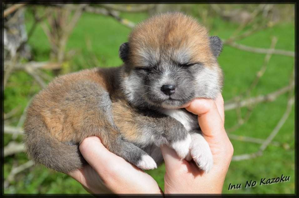 Femelle 2 - Akita