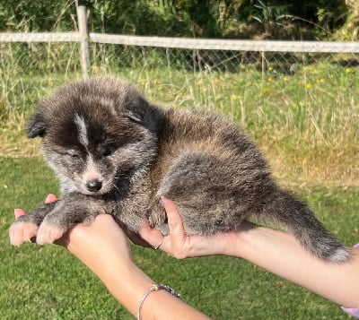 Les chiots de Akita