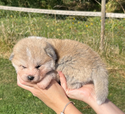 Les chiots de Akita