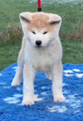 Les chiots de Akita