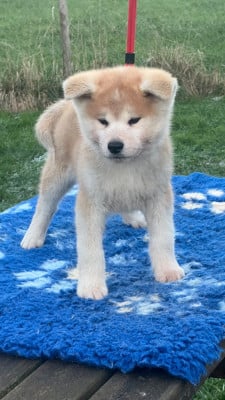 Les chiots de Akita
