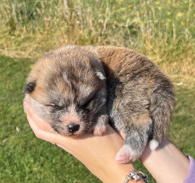 Les chiots de Akita