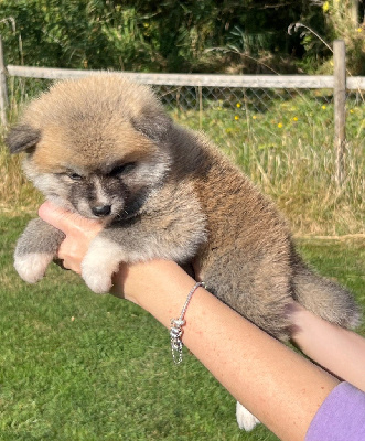 Les chiots de Akita