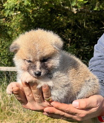 Les chiots de Akita