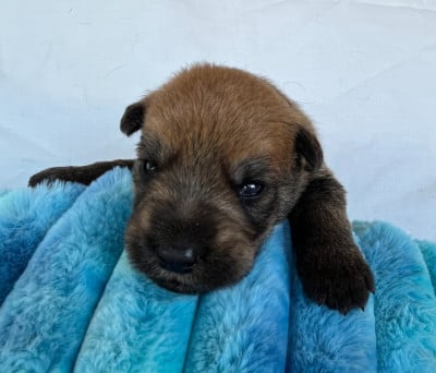 Les chiots de Berger de Picardie