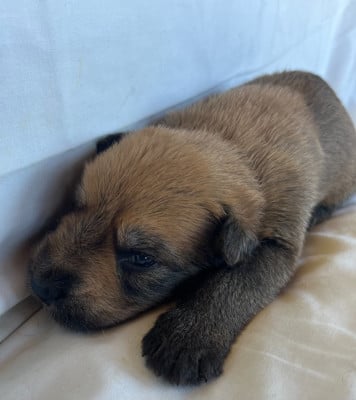 Les chiots de Berger de Picardie